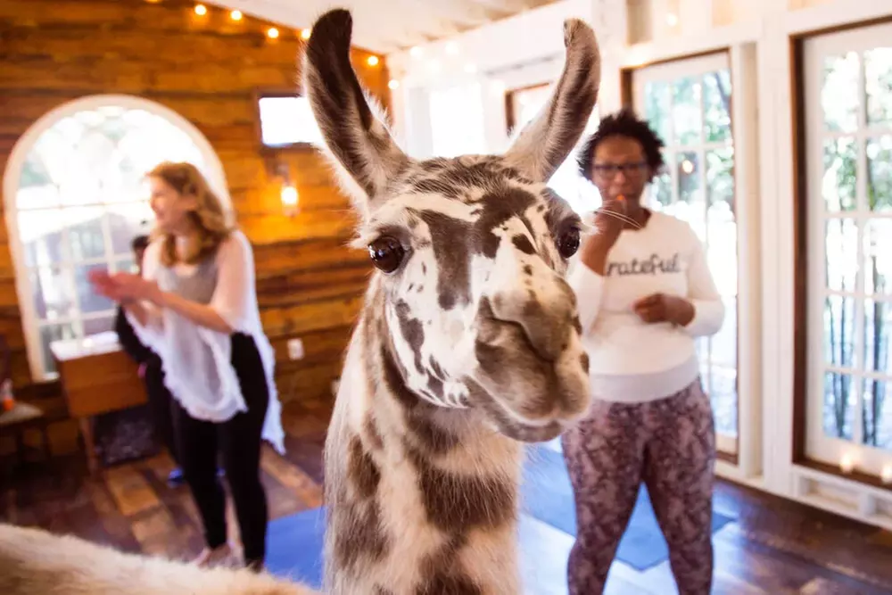 Llama Yoga & Alpaca Encounters in Atlanta's Bamboo Forest