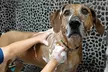 Pamper Your Pet with Luxury Dog Grooming with our Nationally Certified Master Groomer (Up to 40% Off) - Second Medium