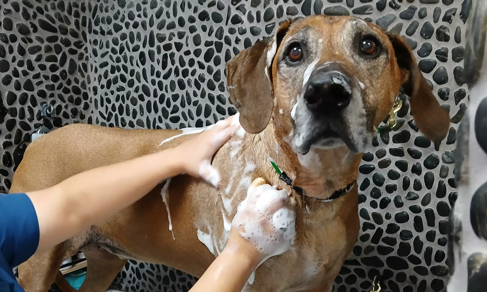 Pamper Your Pet with Luxury Grooming from a Master