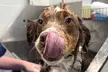 Enhance your dog's care routine with Suds 'Em Dog Wash: weekday self service dog wash for all sizes, up to 46% off - Second Medium