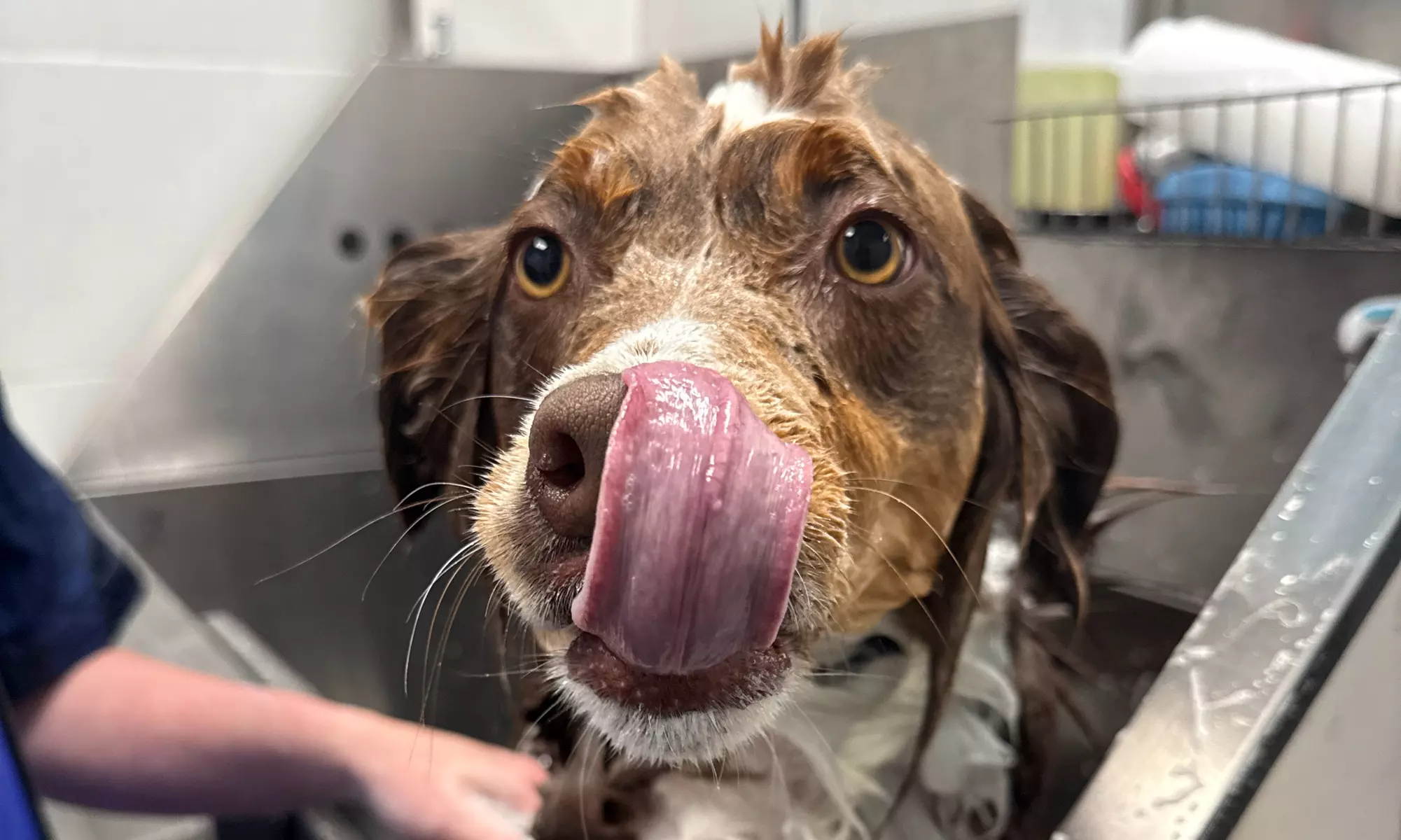 Weekday Self Service Dog Wash for All Sizes 