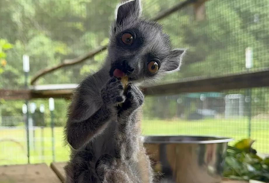 Exclusive Wildlife Adventure: VIP Sunset Tour & Exotic Animal Feeding