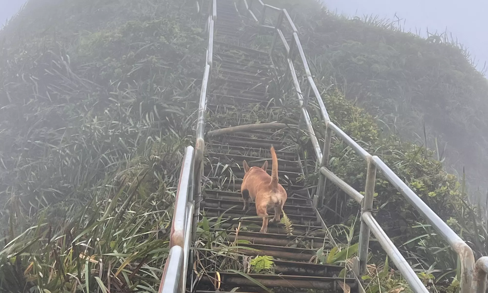 Guided Hike to Summit – Oahu
