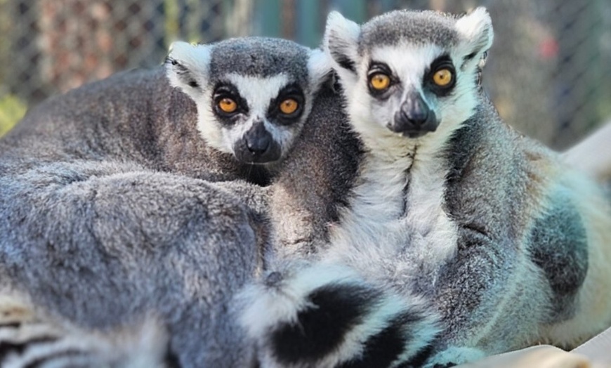 Image 6: Primate Sanctuary Admission Deal & Up to 40% Off Discount