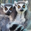 Image 6: Primate Sanctuary Admission Deal & Up to 40% Off Discount