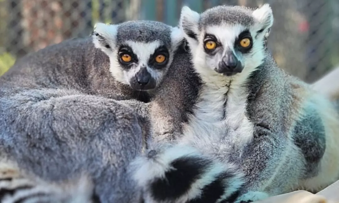 Explore a Fascinating World with Admission for Adults and Children!