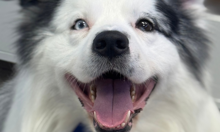 Image 6: Up to 46% Off on Pet Grooming at Dog and Cat Planet
