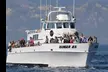 Set Sail and Discover Majestic Whales w/ 3-Hour Whale Watching Cruise at Channel Islands National Park - Second Medium