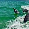 Image 3: 4-Hour Private Boat Tour for Up to Six Guests in Charlotte Harbor