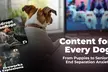 Unlock 1-Year or 3, 6-Months of DOGTV by DOGTV USA, Inc., with up to 100% off - Second Medium