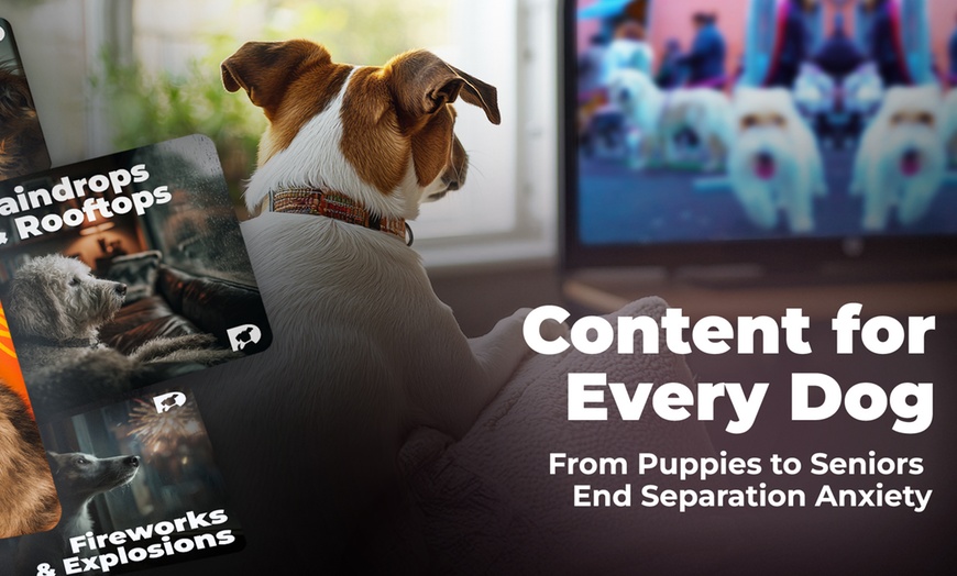 Image 4: Stream DOGTV for a Year or Enjoy a Free Month