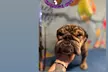 Full Grooming Package for X-Small, Small, Medium, Large or Extra-Large Dogs  (Up to 20% Off) - Second Medium