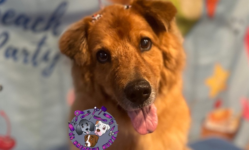 Image 1: Full Grooming Package: X-Small, Small, Medium, Large or X-Large Dogs