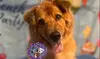 Full Grooming Package for X-Small, Small, Medium, Large or Extra-Large Dogs  (Up to 20% Off)