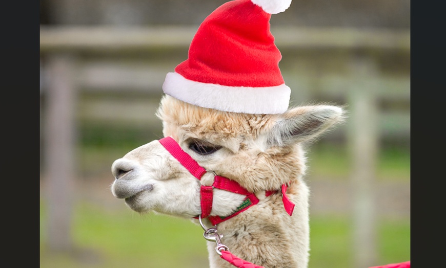 Image 2: Meet Friendly Alpacas with this Pennybridge Farm Hands-On Experience!