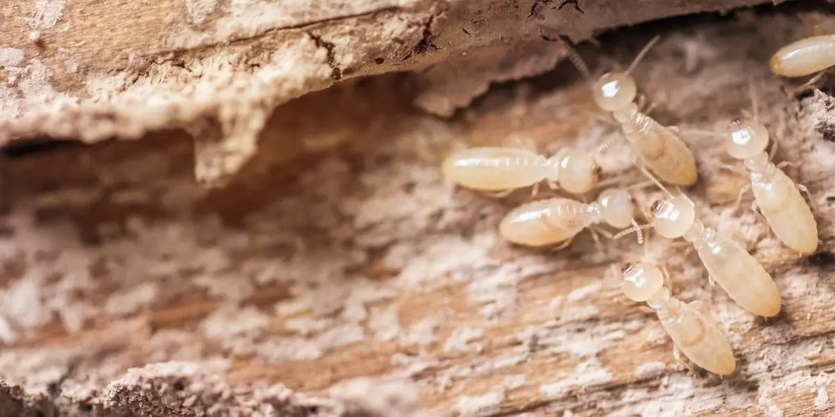 Up to 50% Off on Pest Control Service - Termite at Mean Pest Machine - Primary Image
