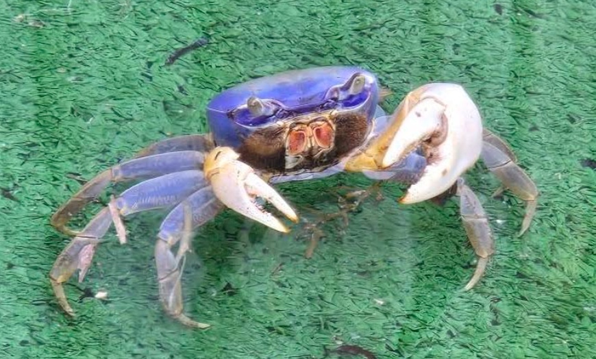 Image 7: Guided Kayak or SUP Eco-Tour – Geiger Key, Key West