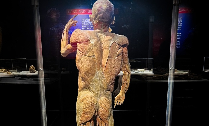 Image 3: Bodies Human: Interactive Anatomy & Health Science Exhibits