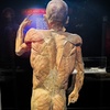 Image 3: Bodies Human: Interactive Anatomy & Health Science Exhibits