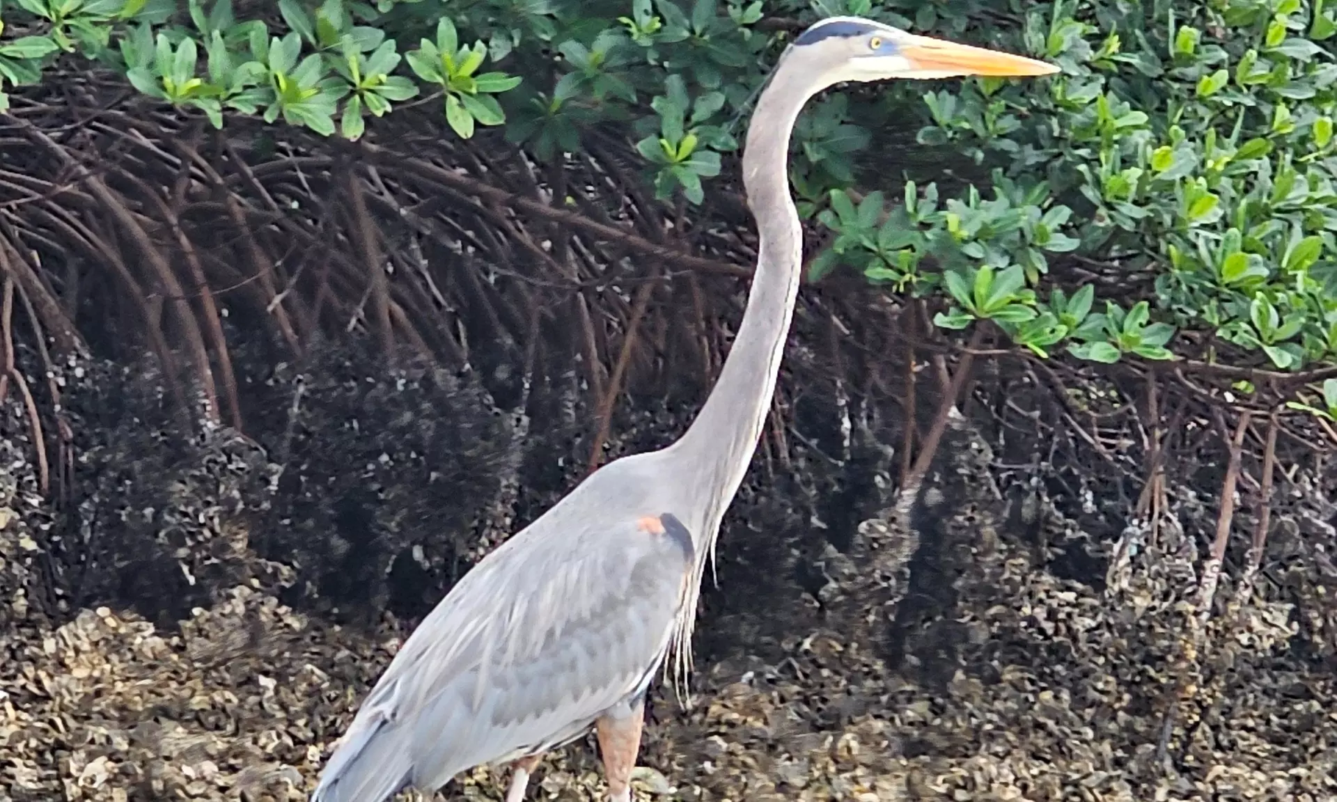 2-Hour Eco Kayak Tours for Solo Explorers, Couples & Groups