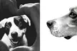 Memories By Marie Photography offers a 30-minute Studio Session Capturing Your Pet's Personality (Up to 55% Off) - Second Medium