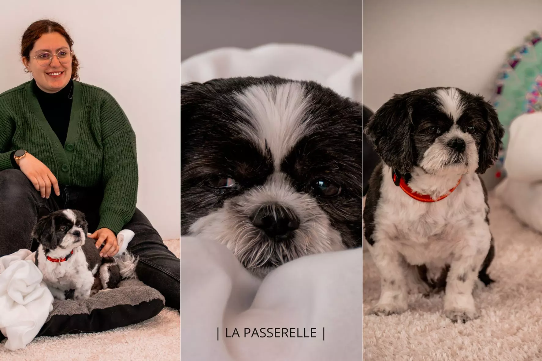 Soin Reiki animal ou communication animale avec La Passerelle