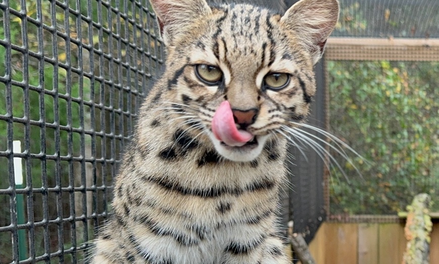 Image 10: Exclusive Wildlife Adventure: VIP Sunset Tour & Exotic Animal Feeding 