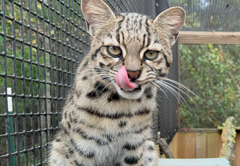 Exclusive Wildlife Adventure: VIP Sunset Tour & Exotic Animal Feeding