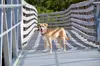 Extend the Fun with a 60 or 75 Minutes Pet Photography Session at Oceanic Photography San Diego - Up to 61% Off