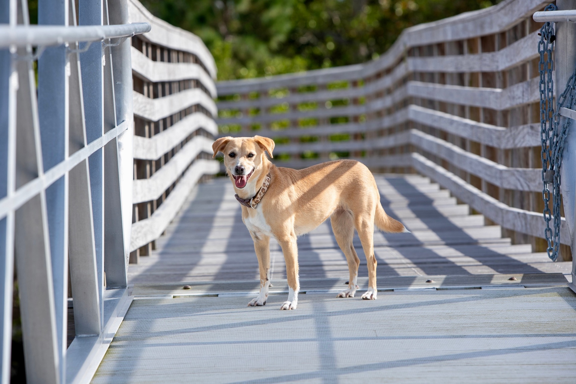 Extend the Fun with a 60 or 75 Minutes Pet Photography Session