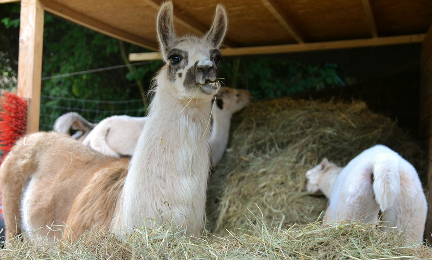 Image 2: Bis zu 32% Rabatt auf Lamatrekking bei Pfalz Lamas