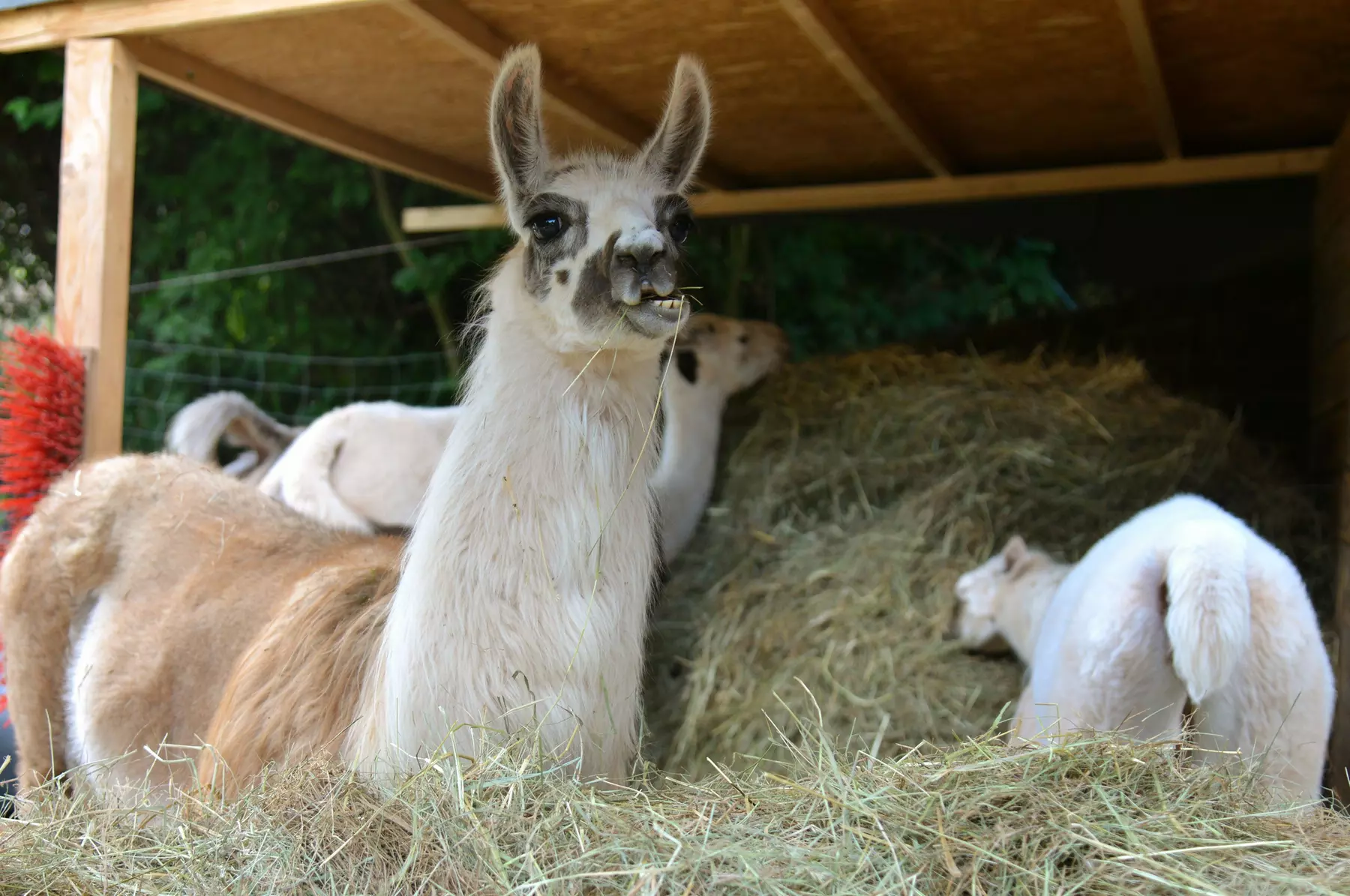 Winterliche Lamawanderung für 2 Personen im Pfälzerwald ❄️