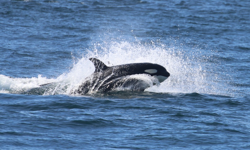 Image 7: Whale Watching Tour – Best Value in Anacortes, WA