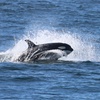 Image 7: Whale Watching Tour – Best Value in Anacortes, WA