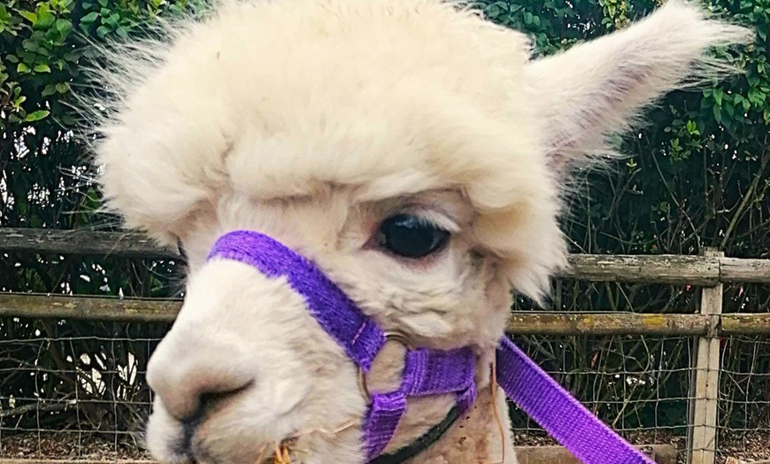 Image 9: Alpaca Farm Experience at Pennybridge Meet, Feed & Learn About Alpacas  