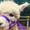 Image 9: Alpaca Farm Experience at Pennybridge Meet, Feed & Learn About Alpacas  