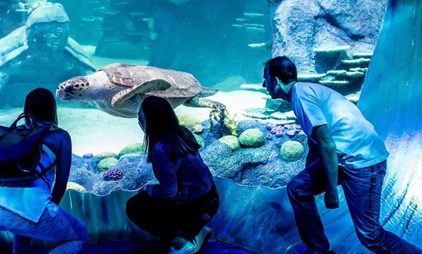 Image 7: Marine Magic Awaits: Dubai Aquarium & Penguin Cove for 1, 2, or 4! 