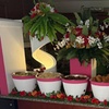 Image 5: Caribbean Cuisine Packages For Two Or Four People