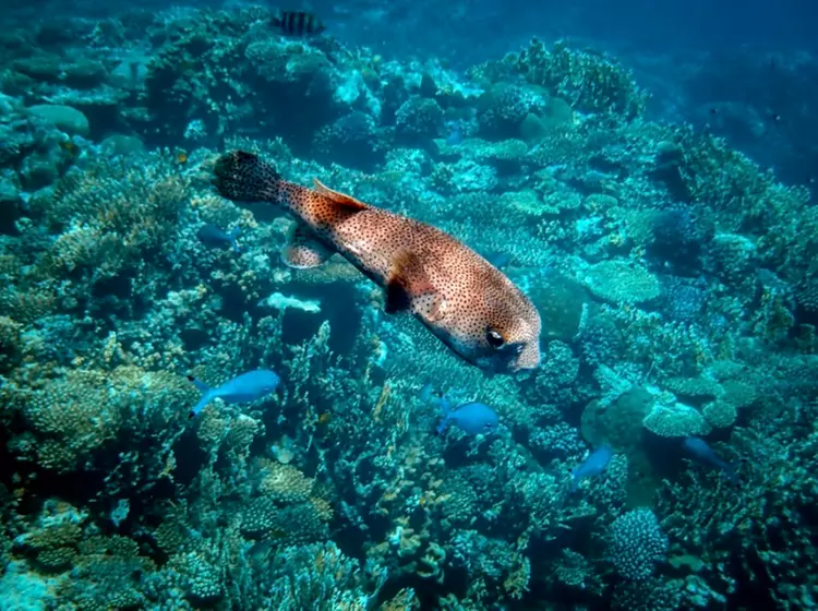 Beginner Scuba Dive Tours with Free Videos in Waikiki, Hawaii