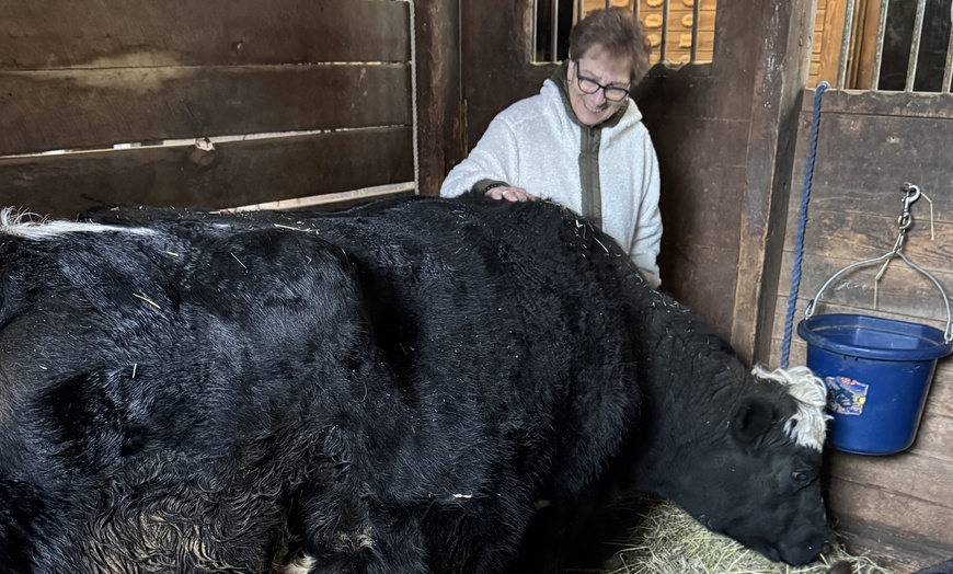 Image 4: Cow Cuddling Experience at a Farm with Hands On Interaction
