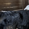 Image 4: Cow Cuddling Experience at a Farm with Hands On Interaction

