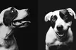 Memories By Marie Photography offers a 30-minute Studio Session Capturing Your Pet's Personality (Up to 55% Off) - Second Medium