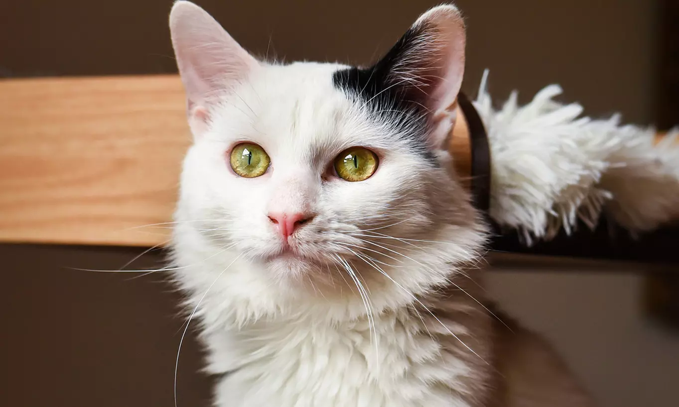 Cat Cafe Admission for One, Two, Four, or Six to Mac Tabby Cat Cafe - Concord (Up to 51% Off) - Primary Image