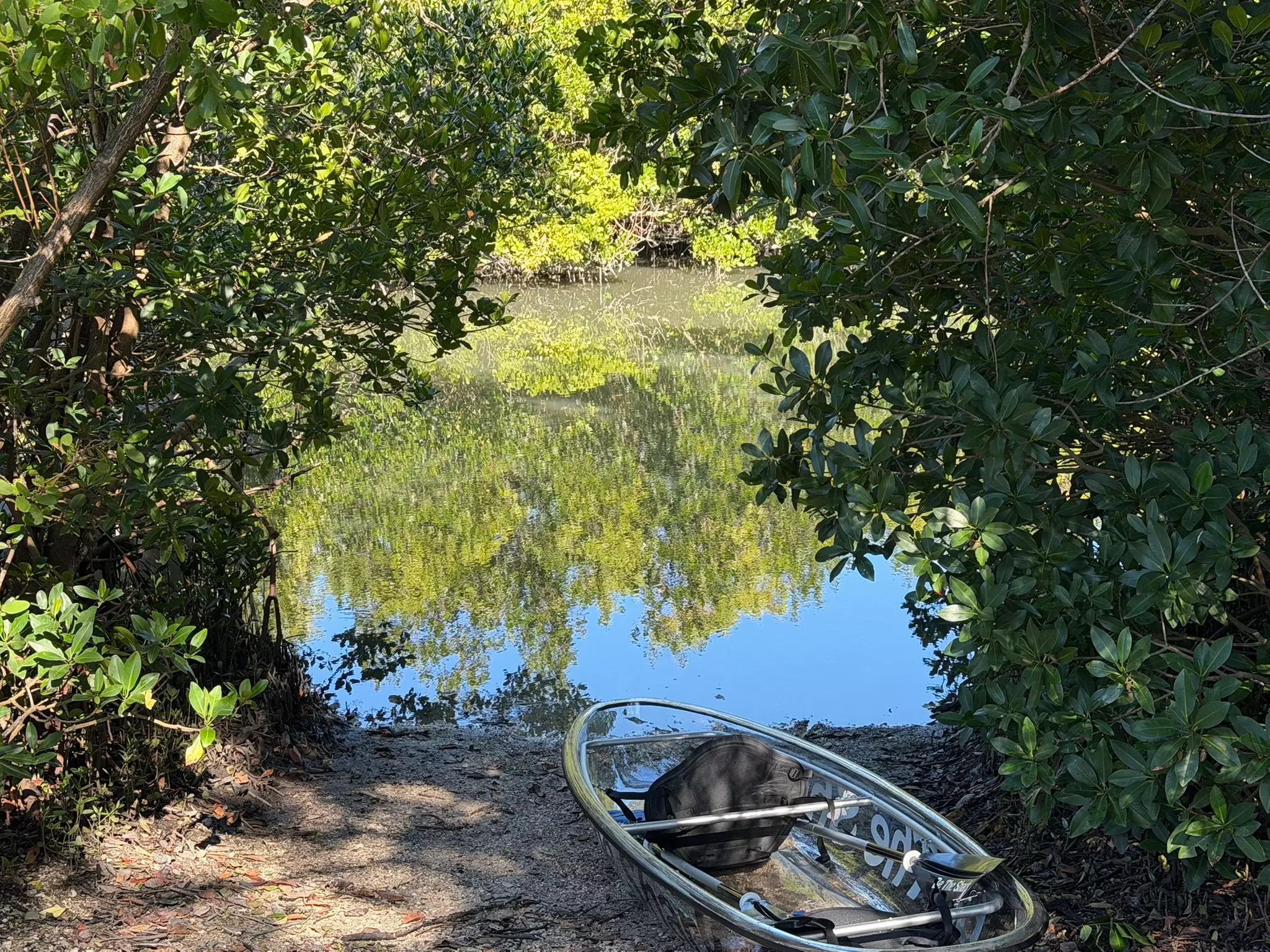 Explore Clam Bayou: 120-Minute Clear Kayak Mangrove Eco Tour