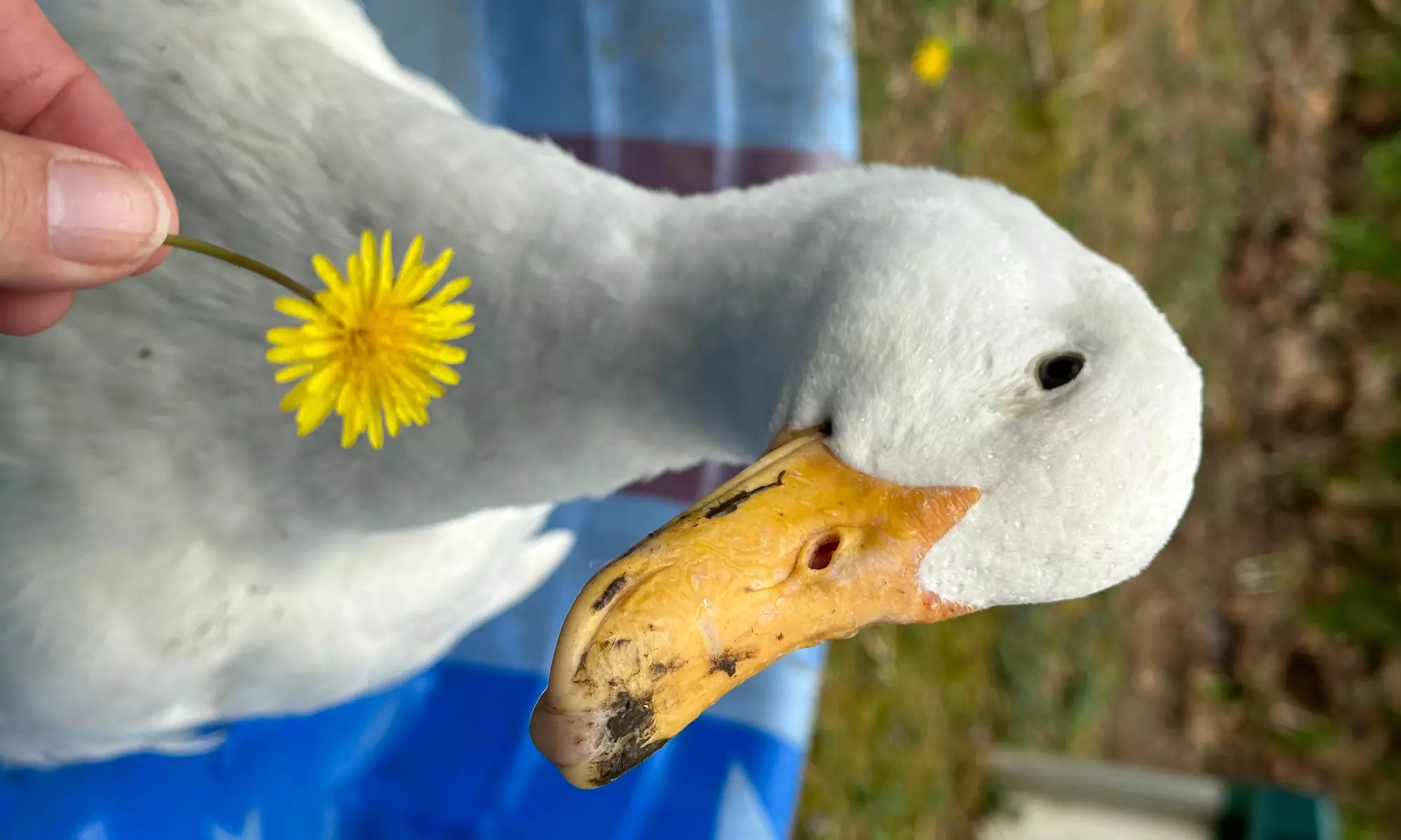 Up to 29% Off on Farm Tour at EZ's Rescue Ranch - Second Medium