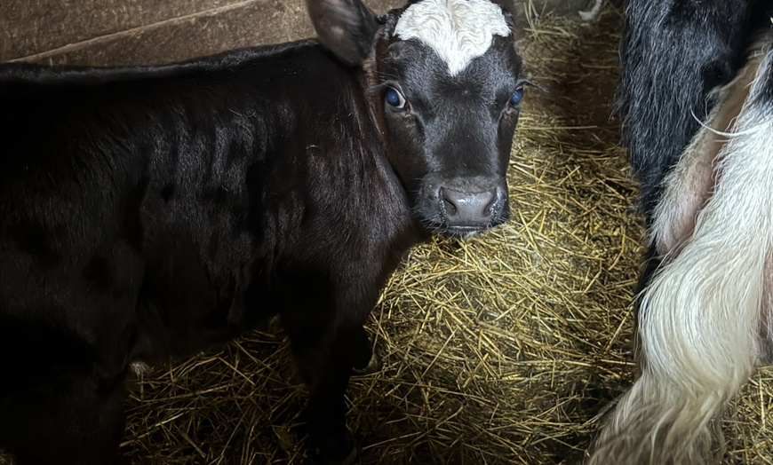 Image 2: Cow Cuddling Experience at a Farm with Hands On Interaction
