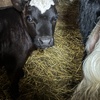 Image 2: Cow Cuddling Experience at a Farm with Hands On Interaction

