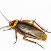 Image 2: Up to 80% Off on Pest Control Service - General at Impressive Exterminating Pest Control