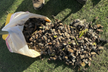  Get Dog Poop Pick-Up Service with Optional Yard Deodorizing Treatment (Up to 90% Off) at Doo Doo Squad - Second Medium