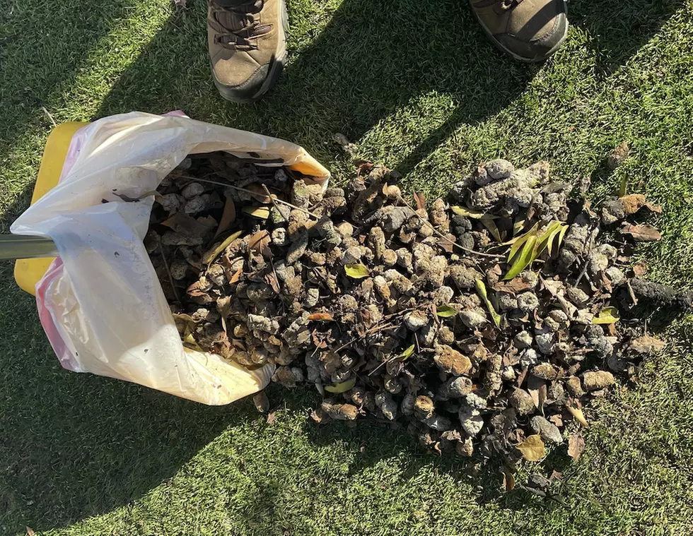  Get Dog Poop Pick-Up Service with Optional Yard Deodorizing Treatment